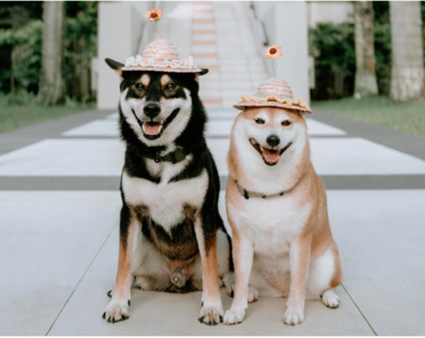 Sofitel nâng tầm du lịch gia đình với những trải nghiệm sáng tạo khắp châu Á